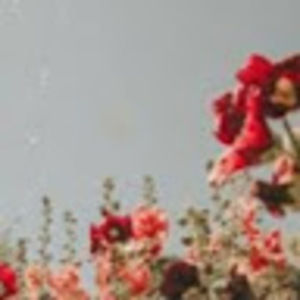 Meet your Posher, Whitley